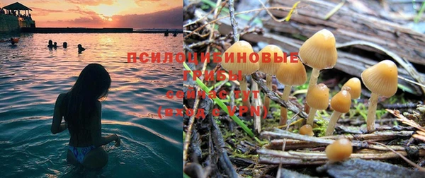 сатива Бородино