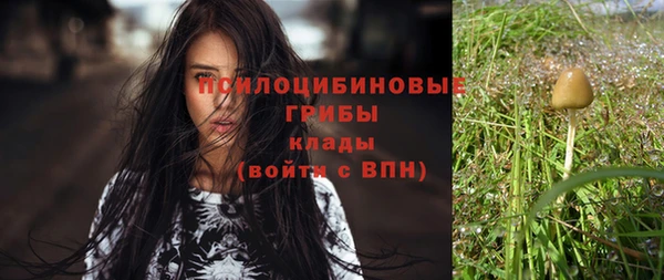 сатива Бородино